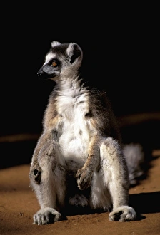 Africa, Madagascar, Berenty Private Reserve. Ring-tailed lemur sunning (Lemur catta)