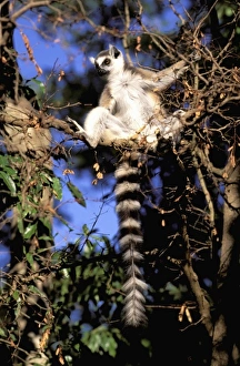 Africa, Madagascar, Berenty Private Reserve. Ring-tailed lemur sunning (Lemur catta)