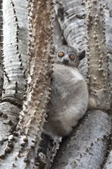 Images Dated 29th September 2017: Africa, Madagascar, Berenty Reserve. A white-footed sportive lemur (Lepilemur leucopus)