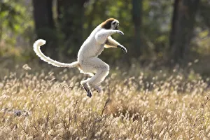 Images Dated 29th September 2017: Africa, Madagascar, Berenty Reserve. A Verreauxs sifaka (Propithecus verreauxi)
