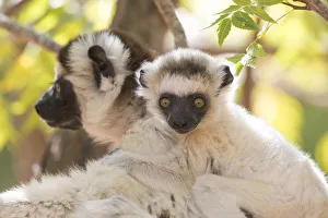 Africa, Madagascar, Berenty Reserve. Portrait of a Verreauxs sifaka (Propithecus