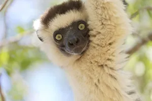 Images Dated 30th September 2017: Africa, Madagascar, Berenty Reserve. Headshot of a Verreauxs sifaka