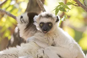 Images Dated 30th September 2017: Africa, Madagascar, Berenty Reserve