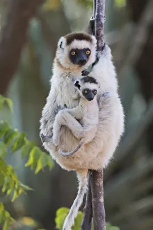 Images Dated 30th September 2017: Africa, Madagascar, Berenty Reserve. Verreauxs sifaka with her baby