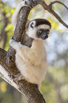 Images Dated 30th September 2017: Africa, Madagascar, Berenty Reserve. Verreauxs sifaka looking curiously from a tree