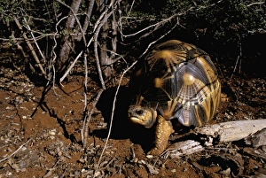 Tortoise Prints: Africa, Madagascar, Berenty Special Reserve. Radiated tortoise (Geochelone radiata)