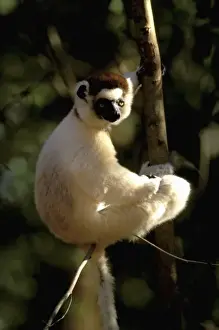 Berenty Prints: Africa, Madagascar, Berenty. Verreauxs sifaka (Propithecus v. verriauxi)
