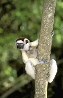 Africa, Madagascar, Berenty. Verreauxs sifaka (Propithecus v. verriauxi)