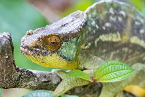 Madagascar Prints: Africa, Madagascar, east of Tana, Marozevo, Peyrieras Reptile Reserve