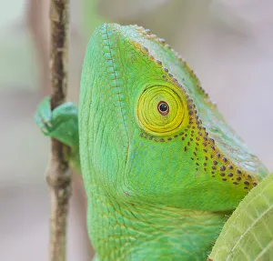 Images Dated 21st April 2019: Africa, Madagascar, east of Tana, Marozevo, Peyrieras Reptile Reserve