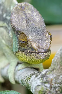Images Dated 21st April 2019: Africa, Madagascar, east of Tana, Marozevo, Peyrieras Reptile Reserve