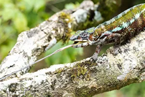 Images Dated 21st April 2019: Africa, Madagascar, east of Tana, Marozevo, Peyrieras Reptile Reserve