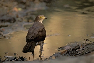 Hawk Prints: Africa, Madagascar, Eastern dry forest. Hensts Goshawk (Accipiter henstii)