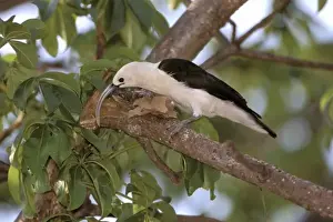 Africa, Madagascar, Katsepy. Sickle-billed vanga (Falculea palliata)