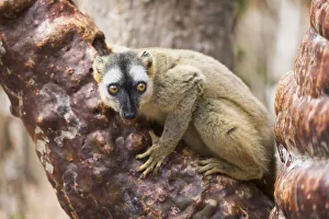 Africa, Madagascar, Kirindy Forest. Portrait of a female red-fronted brown lemur Africa, Madagascar, Kirindy Forest. Portrait of a female red-fronted brown lemur