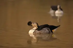 Fowl Prints: Africa, Madagascar. Knob-billed duck (Sarkidioanis melanotos)