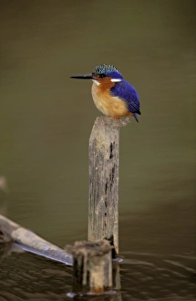 King Fisher Prints: Africa, Madagascar, La Madraka. Malagasy Kingfisher (Corythornis vintioides)