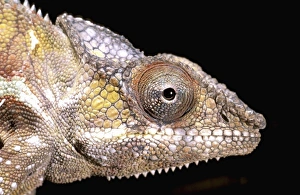 Africa, Madagascar, La Madraka Farm. Chameleon (Fursifer pardalis)