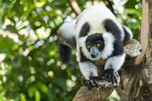 Africa, Madagascar, Lake Ampitabe, Akanin ny nofy Reserve