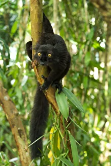 Madagascar Prints: Africa, Madagascar, Lake Ampitabe, Akanin ny nofy Reserve