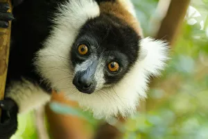 Africa, Madagascar, Lake Ampitabe, Akanin ny nofy Reserve