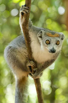 Africa, Madagascar, Lake Ampitabe, Akanin ny nofy Reserve