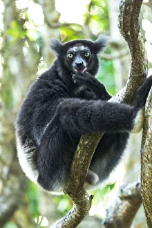 Africa, Madagascar, Lake Ampitabe, Akanin ny nofy Reserve