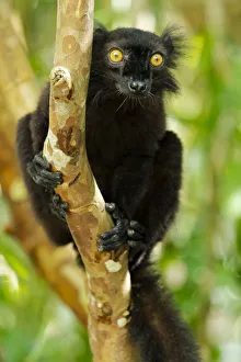Images Dated 21st April 2019: Africa, Madagascar, Lake Ampitabe, Akanin ny nosy Reserve