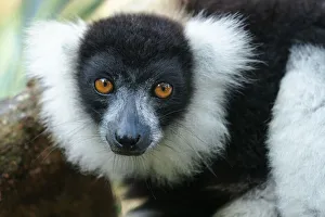 Africa, Madagascar, Lake Ampitabe, Akanin ny nosy Reserve