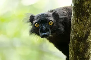 Africa, Madagascar, Lake Ampitabe, Akanin ny nosy Reserve