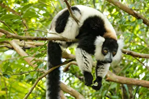 Africa, Madagascar, Lake Ampitabe, Akanin ny nosy Reserve