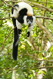 Images Dated 21st April 2019: Africa, Madagascar, Lake Ampitabe, Akanin ny nosy Reserve
