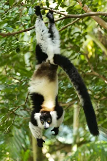 Images Dated 21st April 2019: Africa, Madagascar, Lake Ampitabe, Akanin ny nosy Reserve