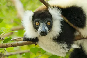 Africa, Madagascar, Lake Ampitabe, Akanin ny nosy Reserve