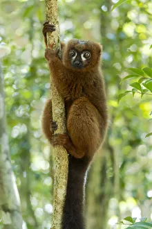Images Dated 21st April 2019: Africa, Madagascar, Lake Ampitabe, Akanin ny nosy Reserve