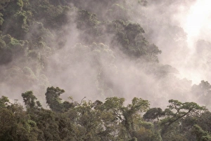 Humidity Prints: Africa, Madagascar, Marojejy Reserve. Rain forest canopy