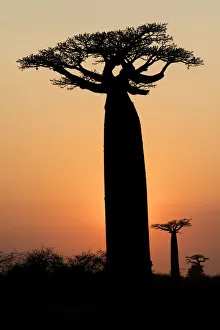 Images Dated 27th September 2017: Africa, Madagascar, Morondava, Baobab Alley. The Grandidiers baobab