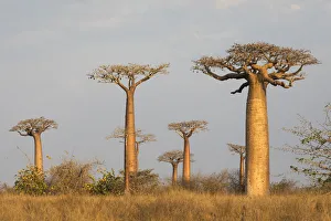 Images Dated 27th September 2017: Africa, Madagascar, Morondava, Baobab Alley