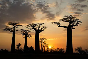 Africa, Madagascar, Morondava, Baobab Alley