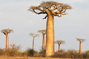 Africa, Madagascar, Morondava, Baobab Alley