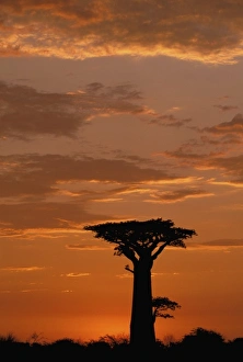 Morondava Prints: Africa, Madagascar, Morondava, Western dry forest. Baobab (Adansoina grandidieri)