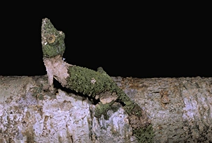 Ankarana Prints: Africa, Madagascar, Nosy Mangabe. Leaf-tailed gecko (Uroplatus fimbriatus)