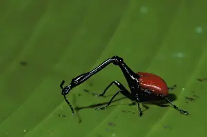 Beetle Prints: Africa, Madagascar, Perinet. Giraffe-necked weevil (Trachelophorus giraffa)