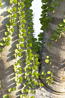 Madagascar Prints: Africa, Madagascar Spiny Forest, Anosy. Madagascar ocotillo plants with their leaves