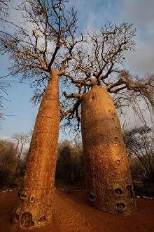 Madagascar Prints: Africa, Madagascar, Toliara. Close view looking up a Baobab tree trunk