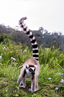 Strip Prints: Africa, Madagascar, Vakona Forest reserve