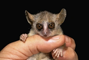 Micro Prints: Africa, Madagascar, Western dry forest. Grey mouse lemur (Microcebus murinus)