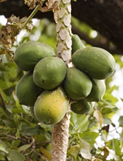 Africa, Malawi