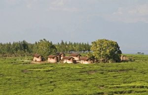 Images Dated 12th August 2006: Africa, Malawi