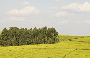 Images Dated 12th August 2006: Africa, Malawi